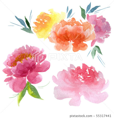 Peony floral botanical flowers. Watercolor background illustration set. Isolated peonies Peony floral botanical flowers. Watercolor background illustration set. Isolated peonies 55317441