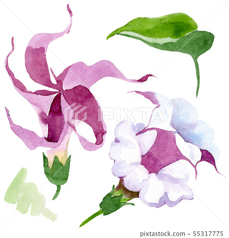 Brugmansia floral botanical flowers. Watercolor background illustration set. Isolated brugmansia Brugmansia floral botanical flowers. Watercolor background illustration set. Isolated brugmansia 55317775