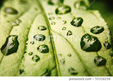 water droplets on the leaf of the plant water droplets on the leaf of the plant 55318239