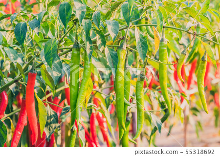 Fresh chilli peppers plant in organic garden 55318692