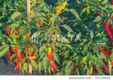 Fresh chilli peppers plant in organic garden 55318693
