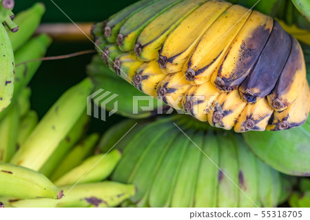 Many kind of bananas are nicely set and displayed Many kind of bananas are nicely set and displayed 55318705