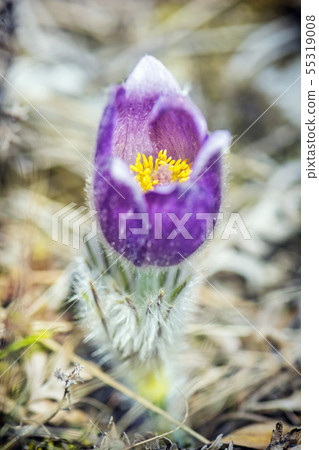 Greater Pasque Flower - Pulsatilla grandis, Nitra, Greater Pasque Flower - Pulsatilla grandis, Nitra, 55319008