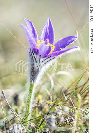 Greater Pasque Flower - Pulsatilla grandis, Nitra, Greater Pasque Flower - Pulsatilla grandis, Nitra, 55319014