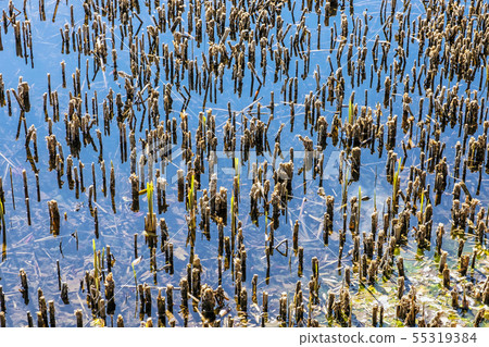 Lake in Arboretum Tesarske Mlynany, Slovakia Lake in Arboretum Tesarske Mlynany, Slovakia 55319384