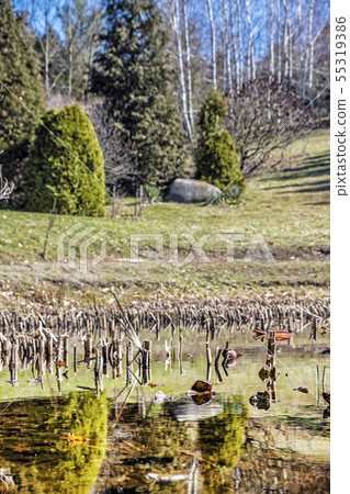 Lake in Arboretum Tesarske Mlynany, Slovakia 55319386