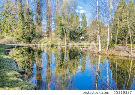 Birch trees are reflected in the lake Birch trees are reflected in the lake 55319387