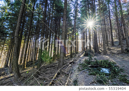 Coniferous forest and sun rays, Klak hill, 55319404
