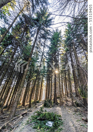 Coniferous forest and sun rays, Klak hill, 55319405