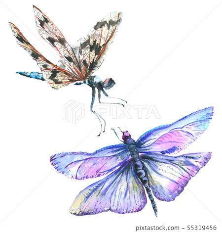 Exotic dragonfly wild insect. Watercolor background illustration set. Isolated dragonfly 55319456