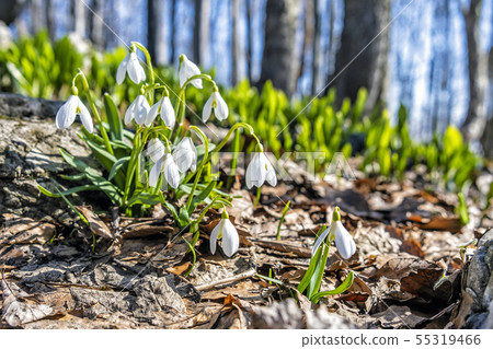 White snowdrops, Klak hill, Slovakia 55319466