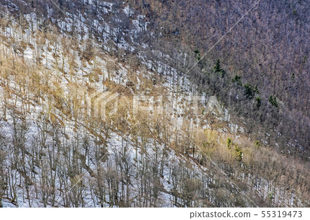 Deciduous forest with snow in spring, Klak, 55319473