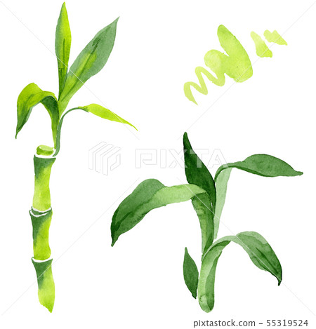Bamboo green leaves. Watercolor background illustration set. Isolated bamboo illustration element. 55319524
