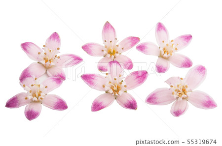 deutzia scabra isolated deutzia scabra isolated 55319674