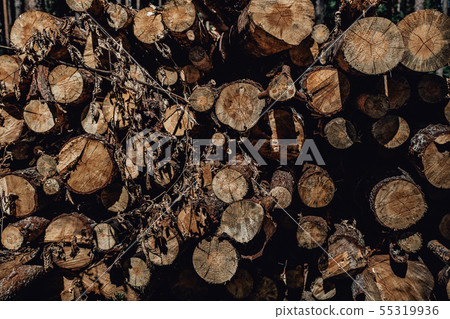 Forest pine trees log trunks felled by the logging timber industry Forest pine trees log trunks felled by the logging timber industry 55319936
