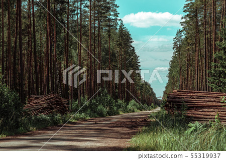 Forest pine trees log trunks felled by the logging timber industry Forest pine trees log trunks felled by the logging timber industry 55319937