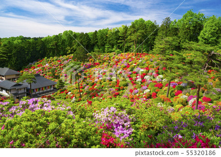 Saltwater Kannon's azalea 55320186