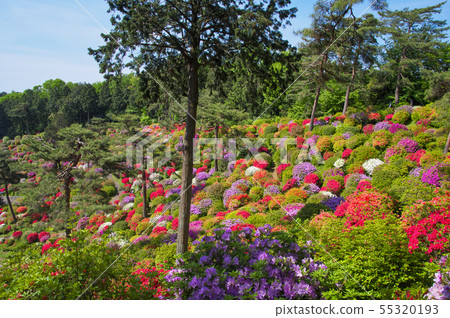 鹽水觀音的杜鵑花 55320193