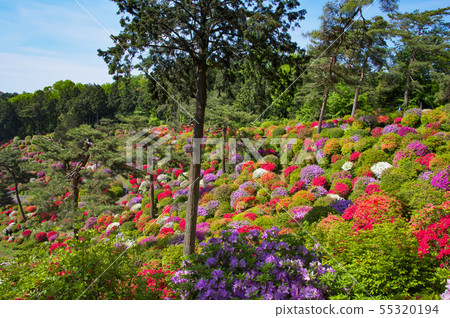 鹽水觀音的杜鵑花 55320194