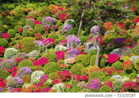 鹽水觀音的杜鵑花 55320197