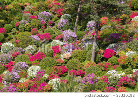 鹽水觀音的杜鵑花 55320198