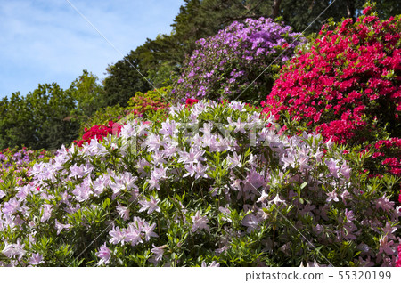 鹽水觀音的杜鵑花 55320199
