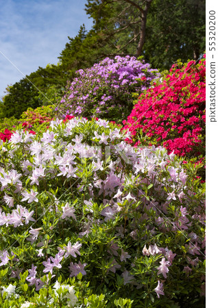 鹽水觀音的杜鵑花 55320200