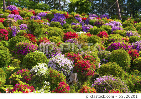 鹽水觀音的杜鵑花 55320201