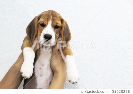 little cute tricolor Beagle puppy, sad look. little cute tricolor Beagle puppy, sad look. 55320258