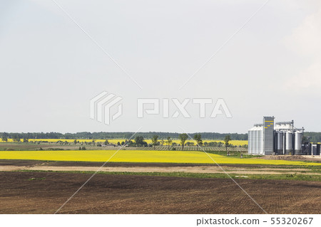 Field of rapeseed flowers, plant for cleaning 55320267