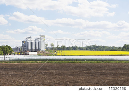 Field of rapeseed flowers, plant for cleaning Field of rapeseed flowers, plant for cleaning 55320268