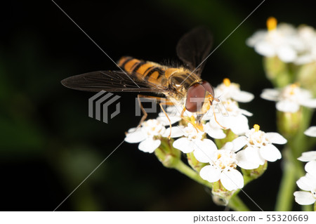 Hoverfly Hoverfly 55320669