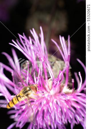 Hoverfly Hoverfly 55320671