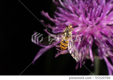 Hoverfly Hoverfly 55320700