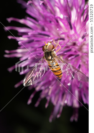 Hoverfly Hoverfly 55320719