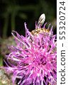 Hoverfly 55320724