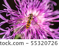 Hoverfly 55320726