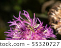 Hoverfly 55320727