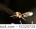 Hoverfly 55320728
