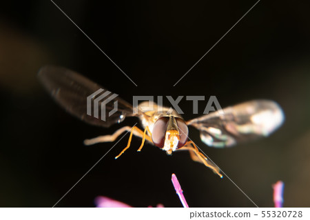 Hoverfly Hoverfly 55320728