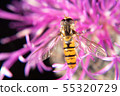 Hoverfly 55320729