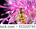Hoverfly 55320730