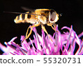 Hoverfly 55320731