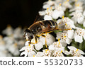Hoverfly 55320733