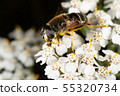 Hoverfly 55320734