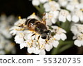 Hoverfly 55320735