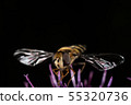 Hoverfly 55320736