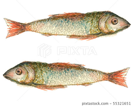 River fish, large watercolor illustration 55321651