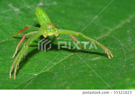 Oxytate striatus 55321823