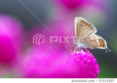 Water-sinking flower 55321855